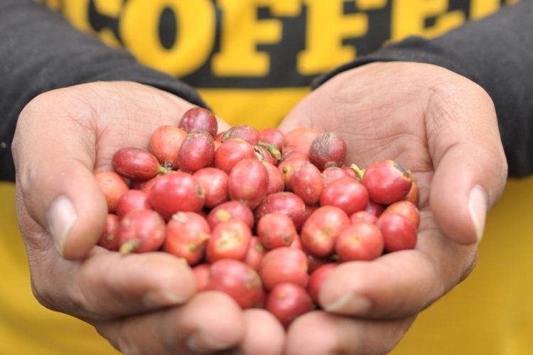 Coffee Toffee - Biji Kopi Red Cherry&amp;amp;nbsp;